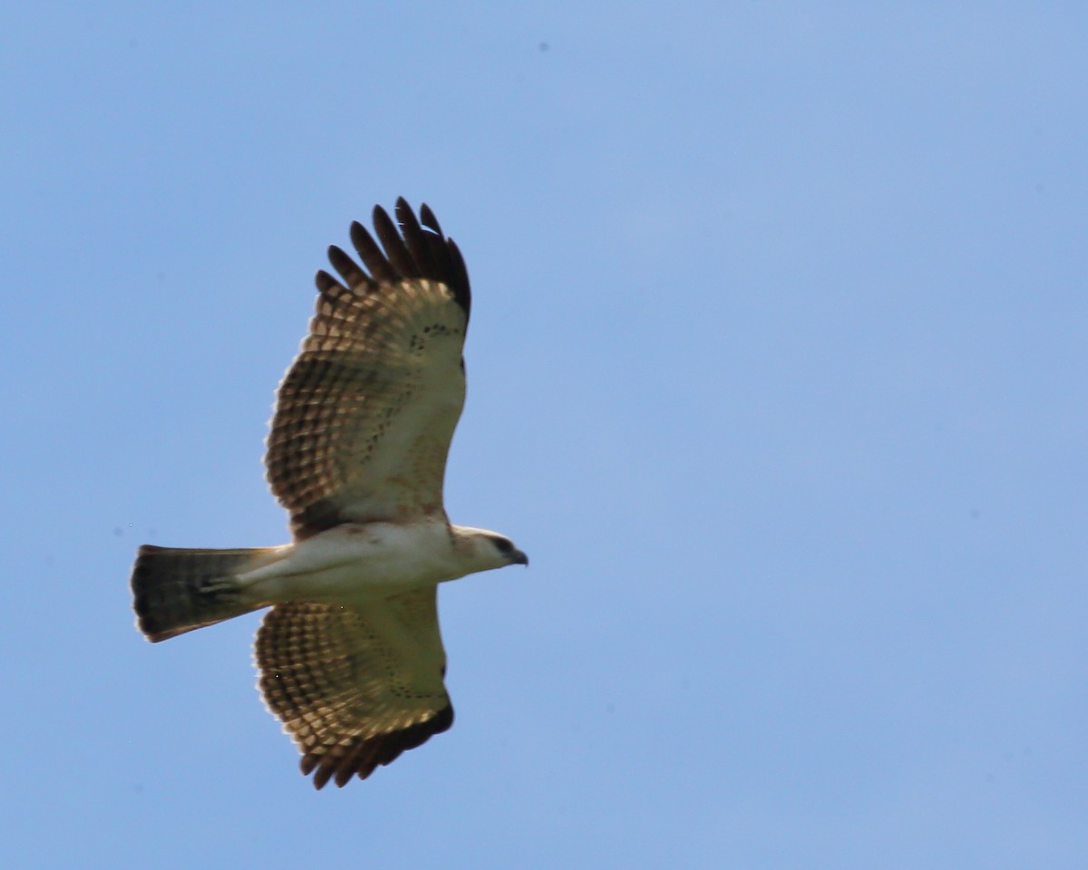 Changeable Hawk-Eagle (Changeable) - ML617091076