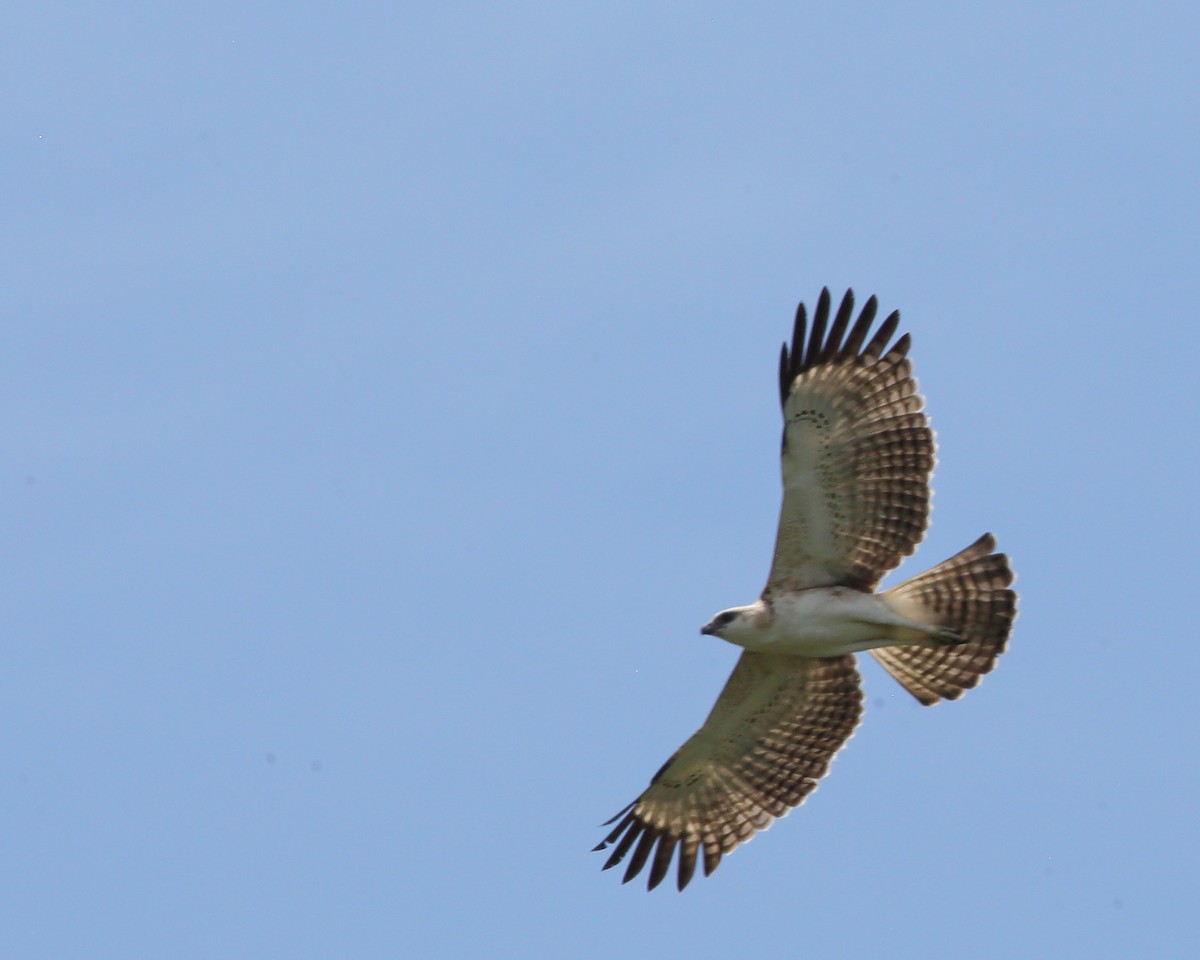 Changeable Hawk-Eagle (Changeable) - ML617091077