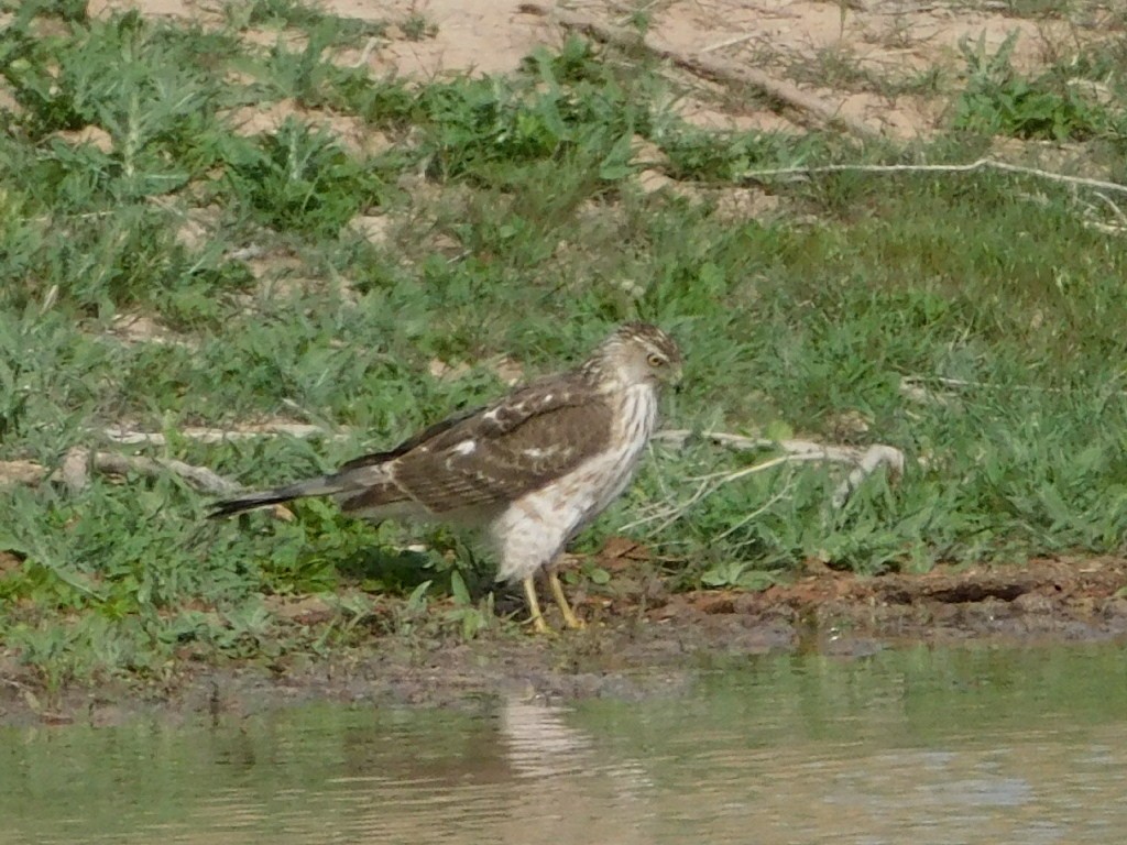 Cooper's Hawk - ML617091081