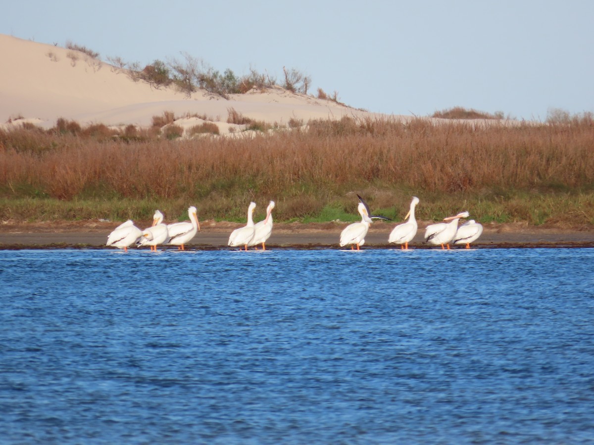 American White Pelican - ML617091087