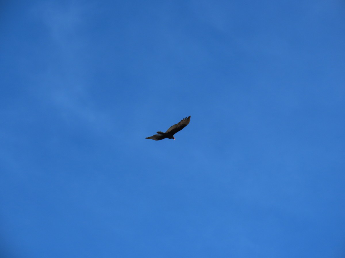 Turkey Vulture - ML617091113