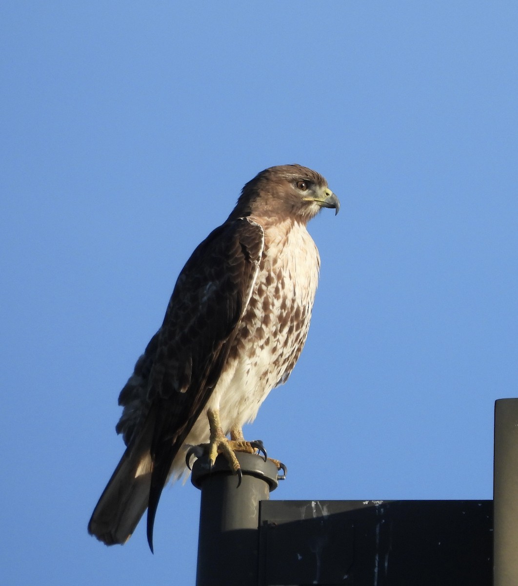 Red-tailed Hawk - ML617091129