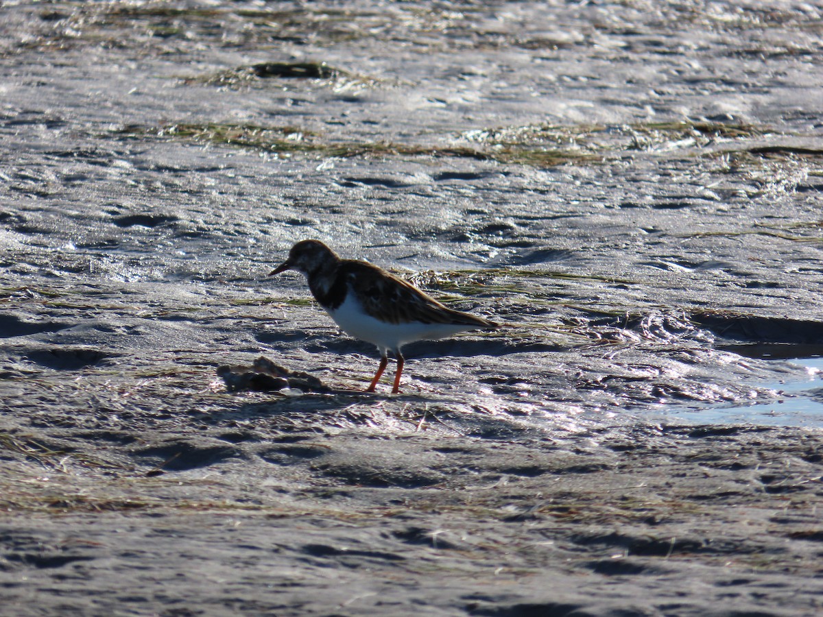 Ruddy Turnstone - ML617091142