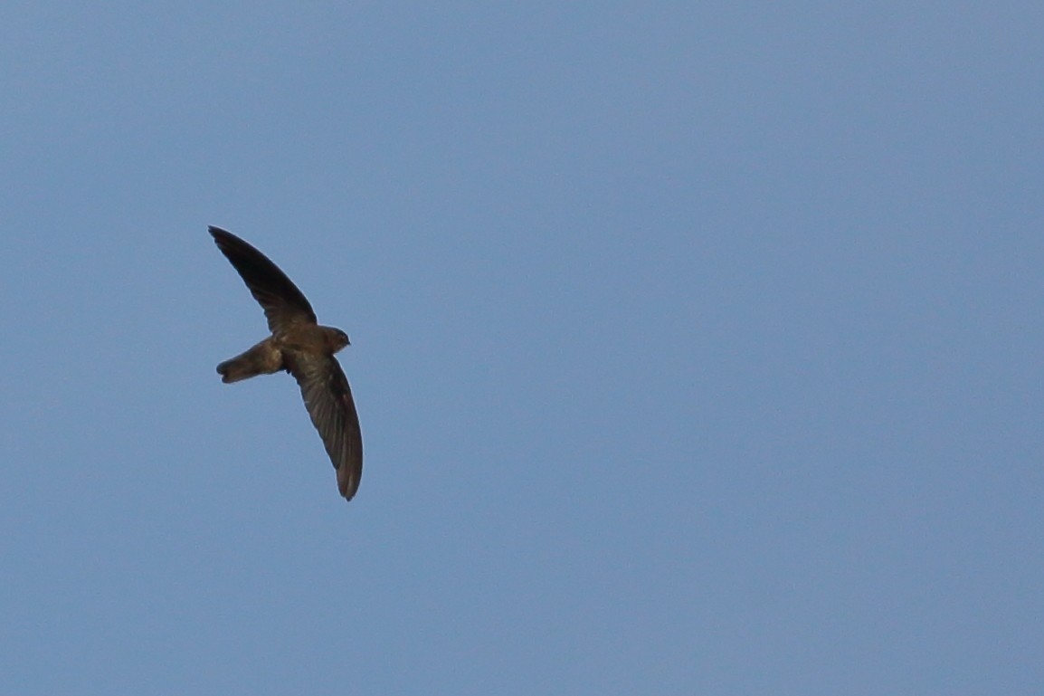 White-nest Swiftlet - ML617091146