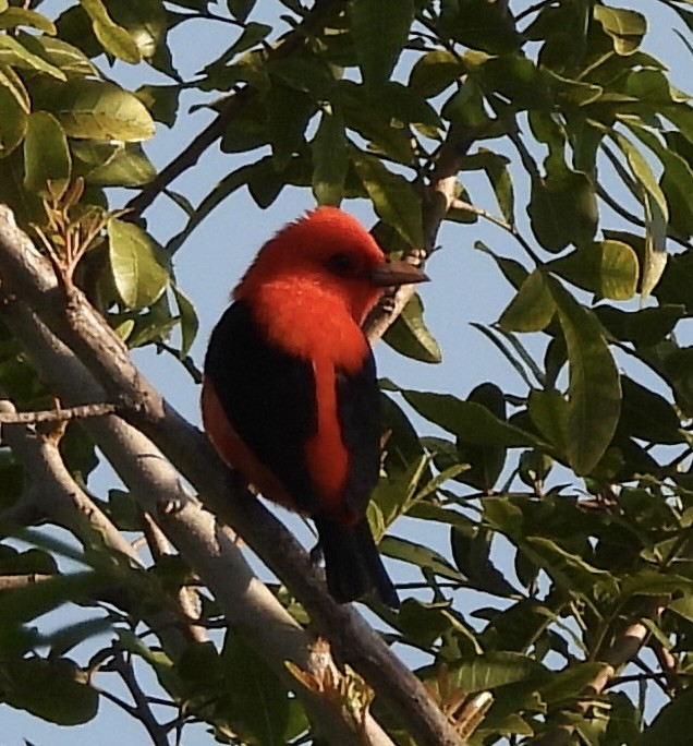 Scarlet Tanager - pamela graber