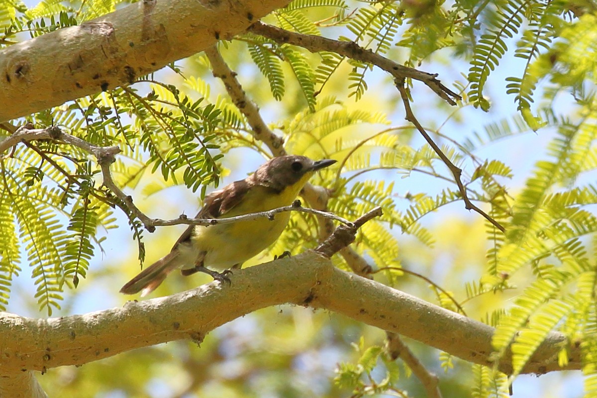 Golden-bellied Gerygone - ML617091171