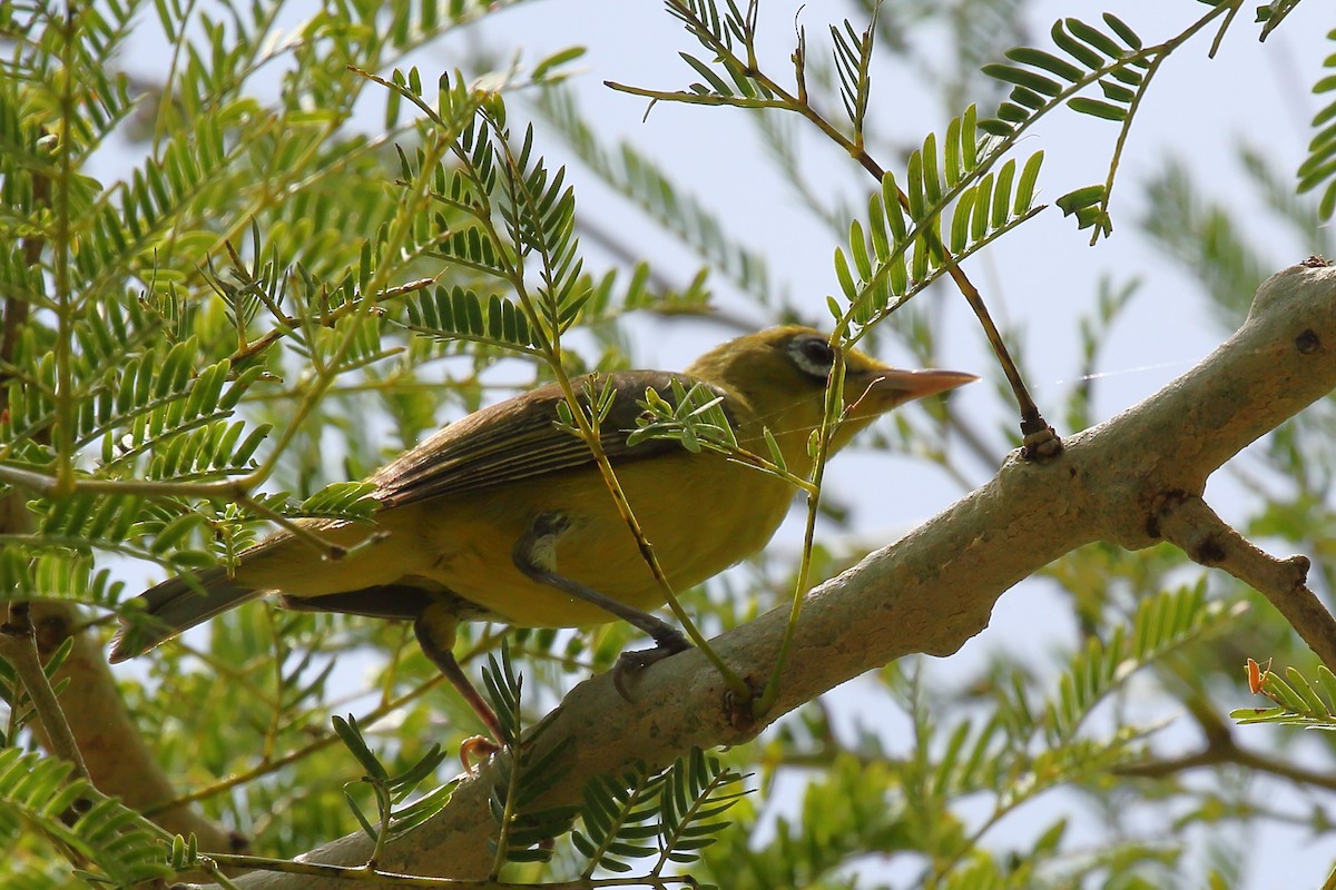 Lemon-bellied White-eye - Bruce Robinson