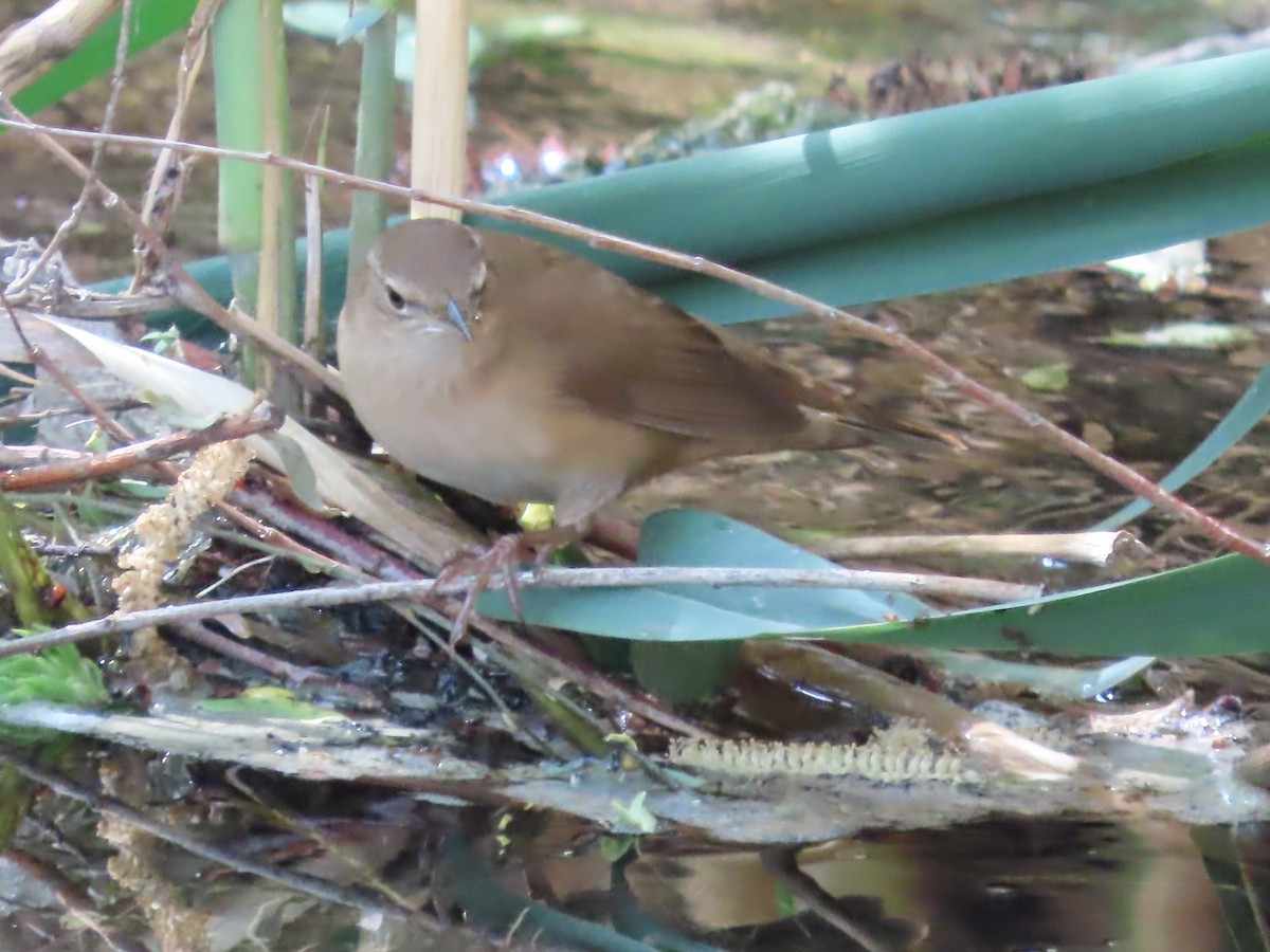 Savi's Warbler - ML617091204