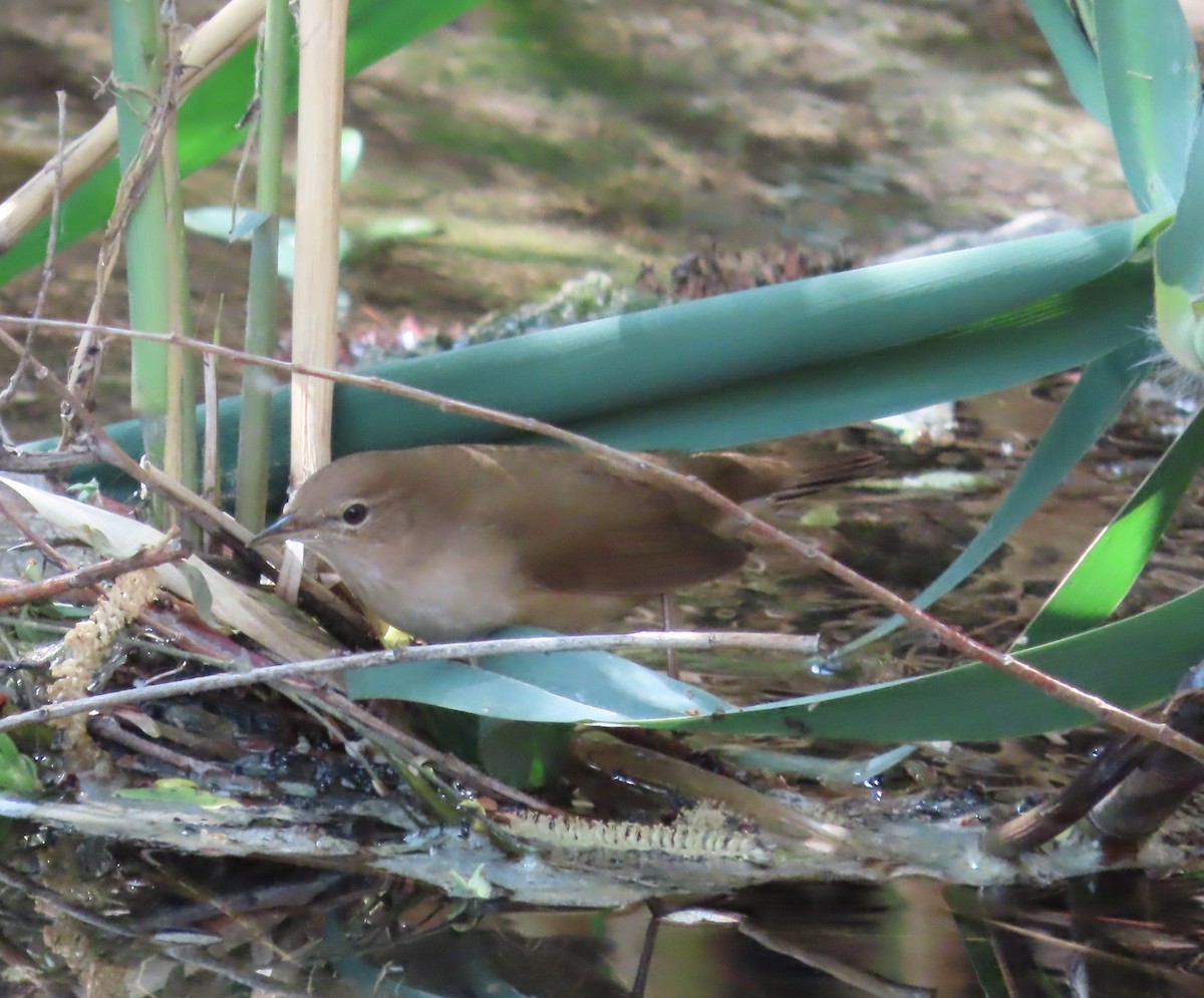 Savi's Warbler - Jerome Schwartz