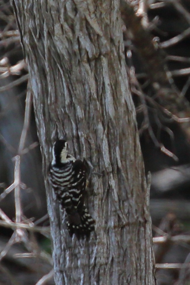 Freckle-breasted Woodpecker - ML617091210