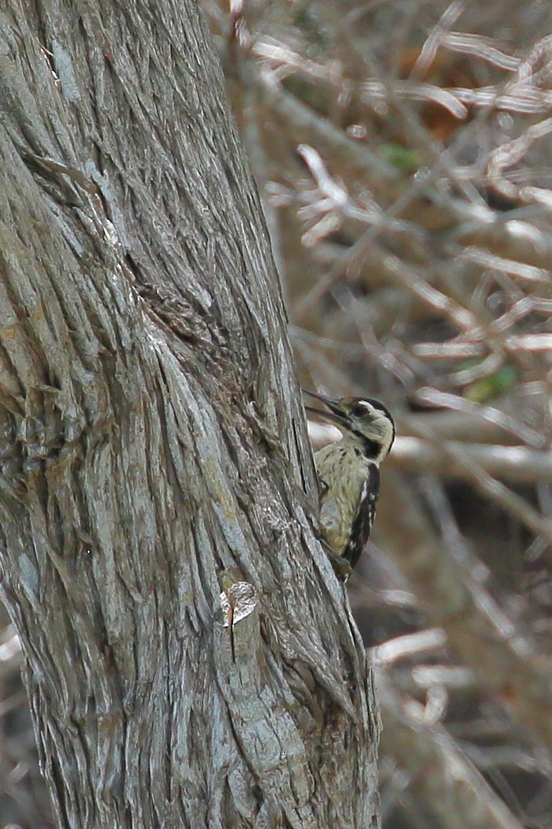 Freckle-breasted Woodpecker - ML617091211