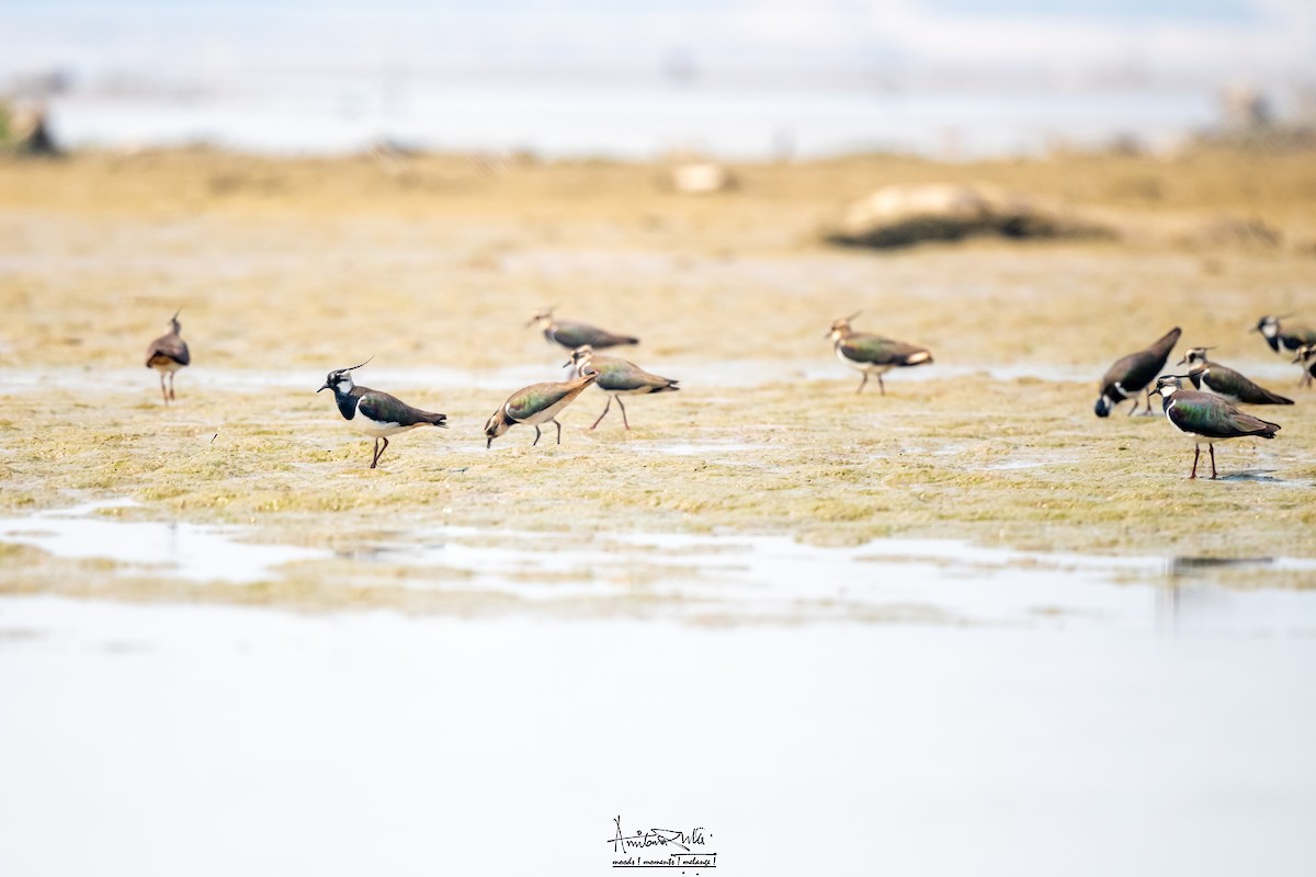 Northern Lapwing - ML617091258