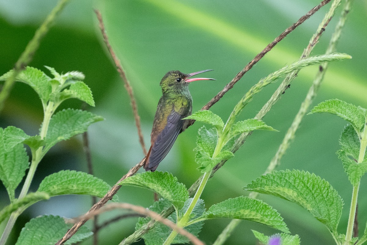Rufous-tailed Hummingbird - ML617091272