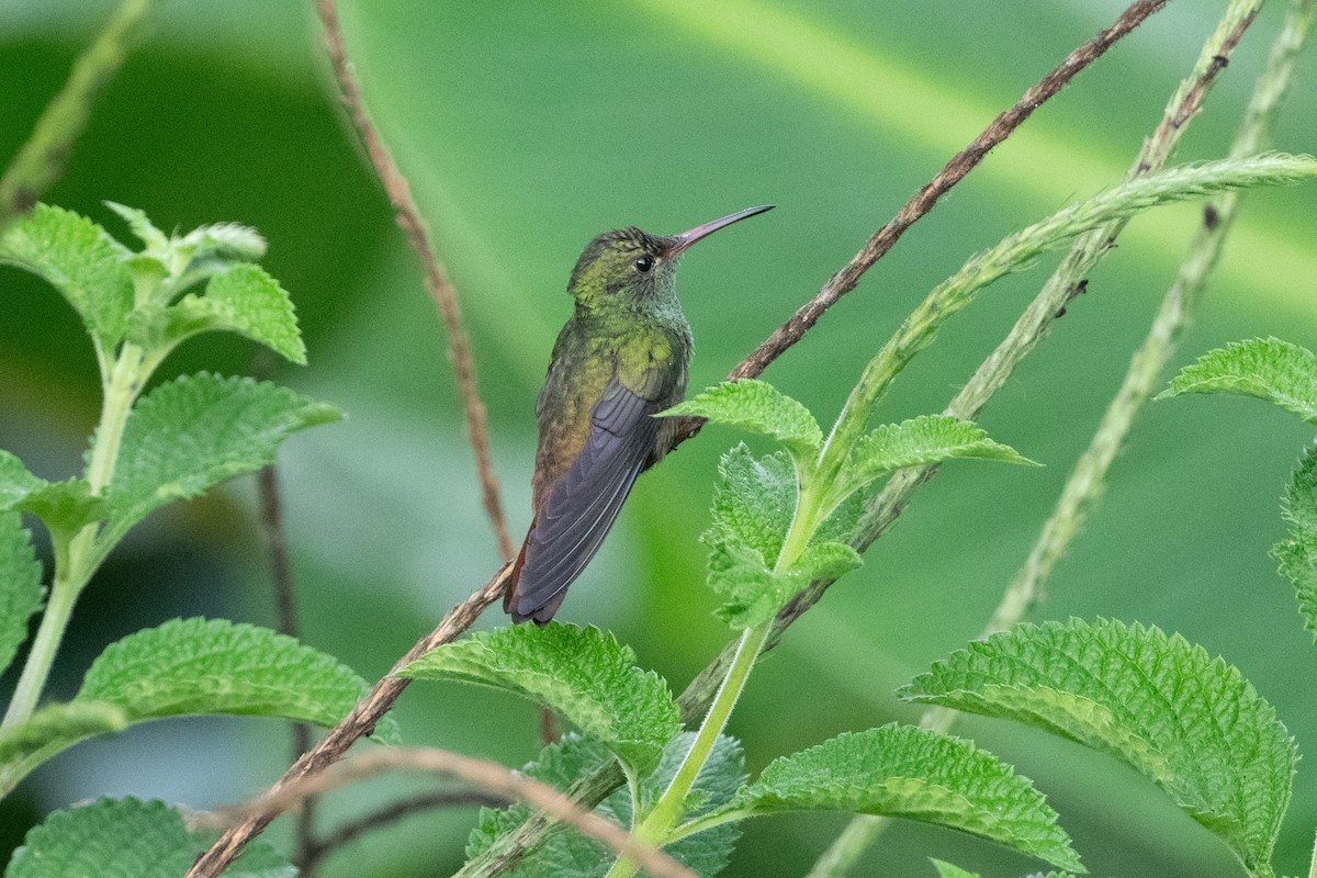 Rufous-tailed Hummingbird - ML617091273