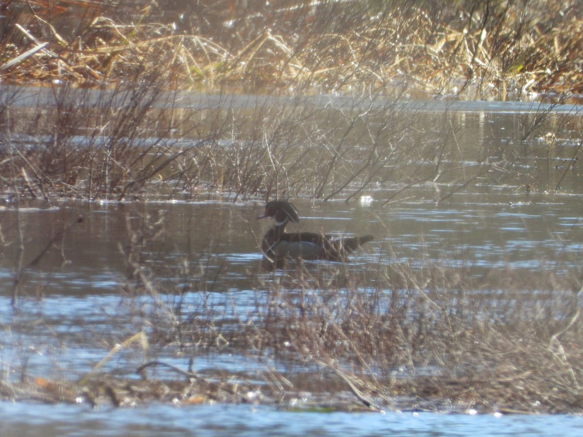 Wood Duck - ML617091298