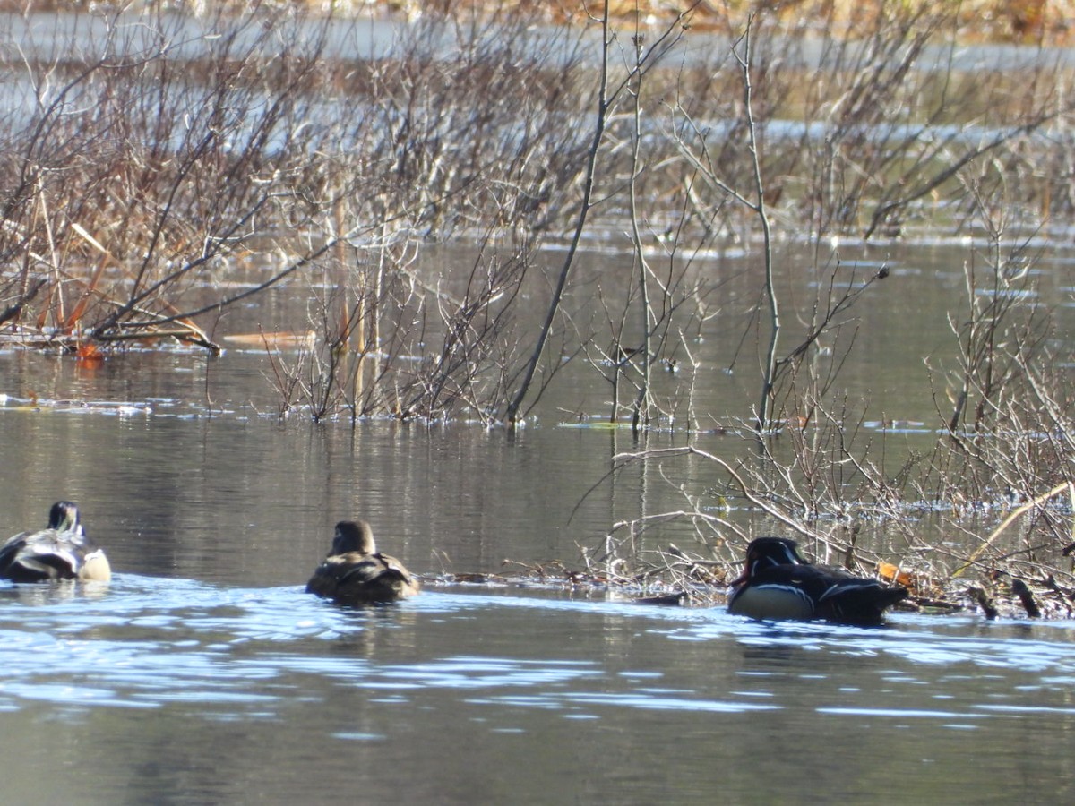 Wood Duck - ML617091299