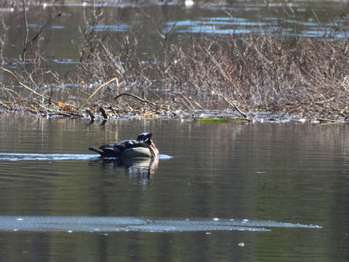 Wood Duck - ML617091300