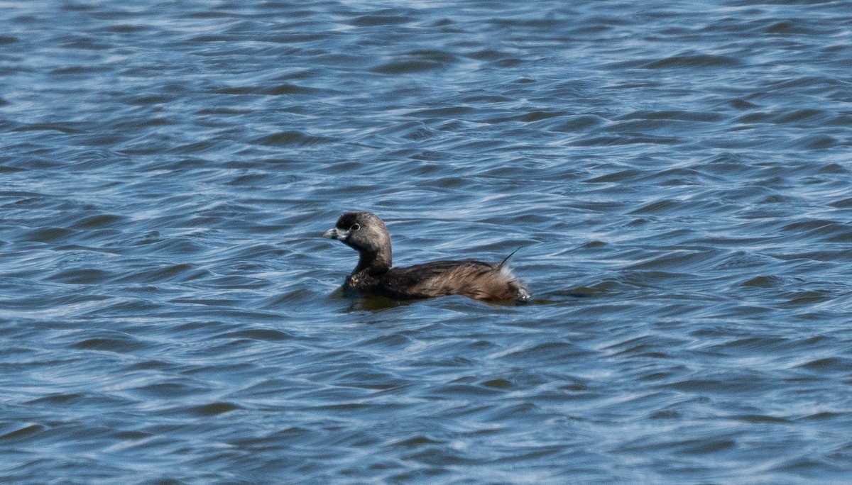 Pied-billed Grebe - ML617091339