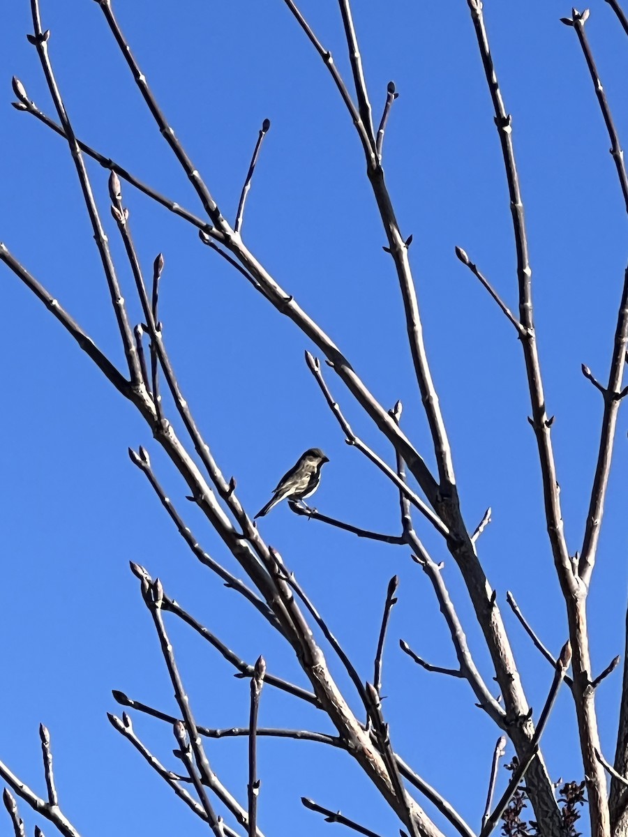 House Finch - ML617091353