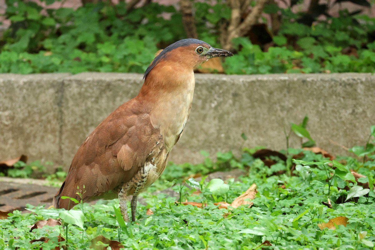 Malayan Night Heron - 佑淇 陳