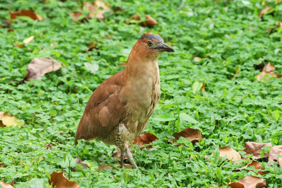 Malayan Night Heron - 佑淇 陳