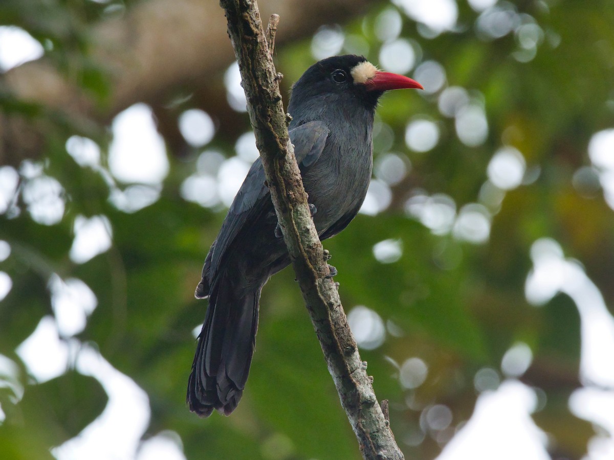 White-fronted Nunbird - Eric Carpenter