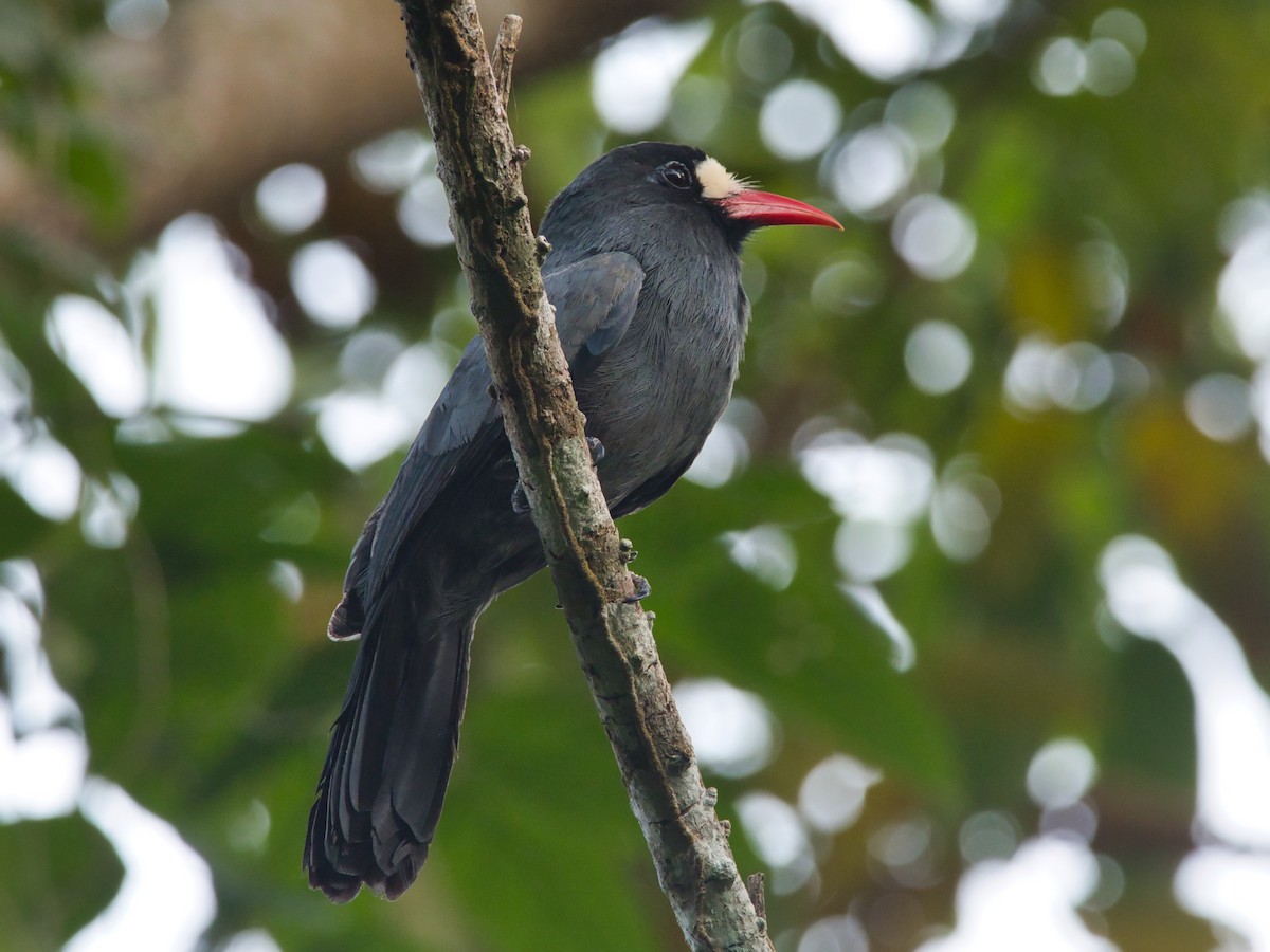 White-fronted Nunbird - Eric Carpenter