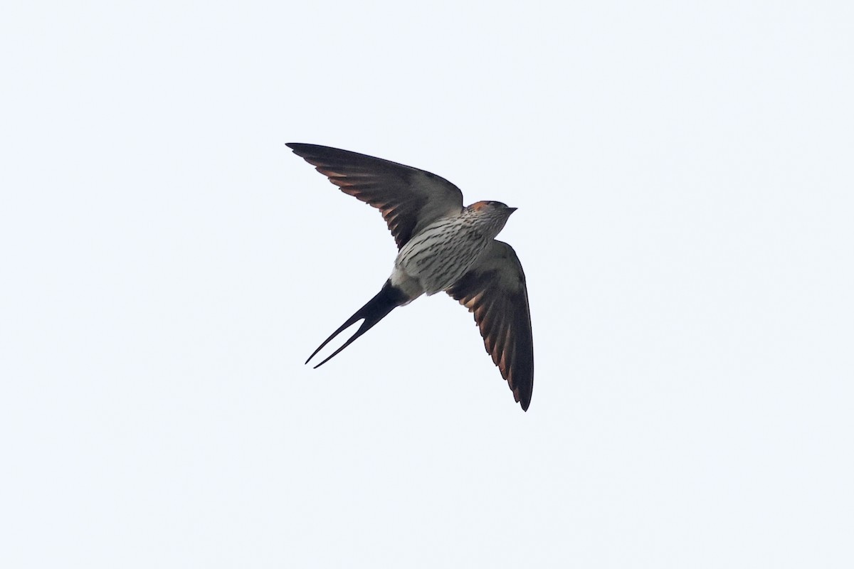 Striated Swallow - 佑淇 陳
