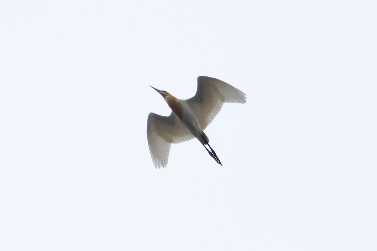 Eastern Cattle Egret - 佑淇 陳