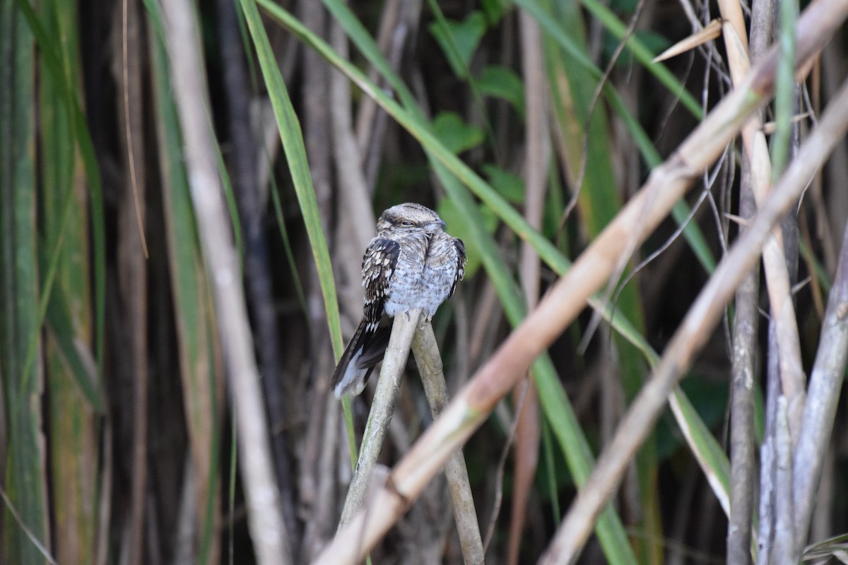 Ladder-tailed Nightjar - ML617091500