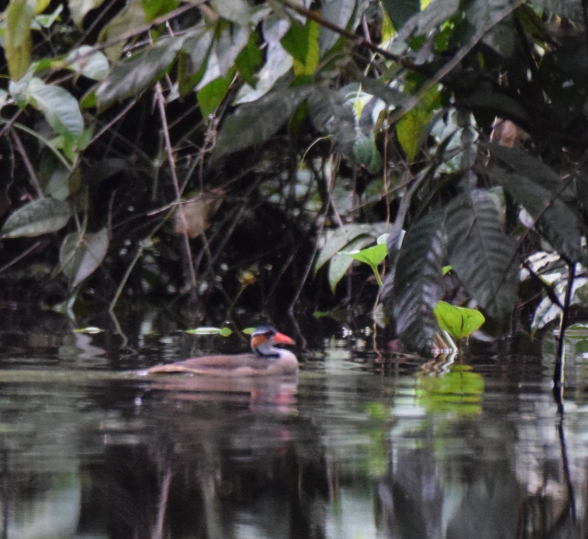 Sungrebe - Nick Kowalske