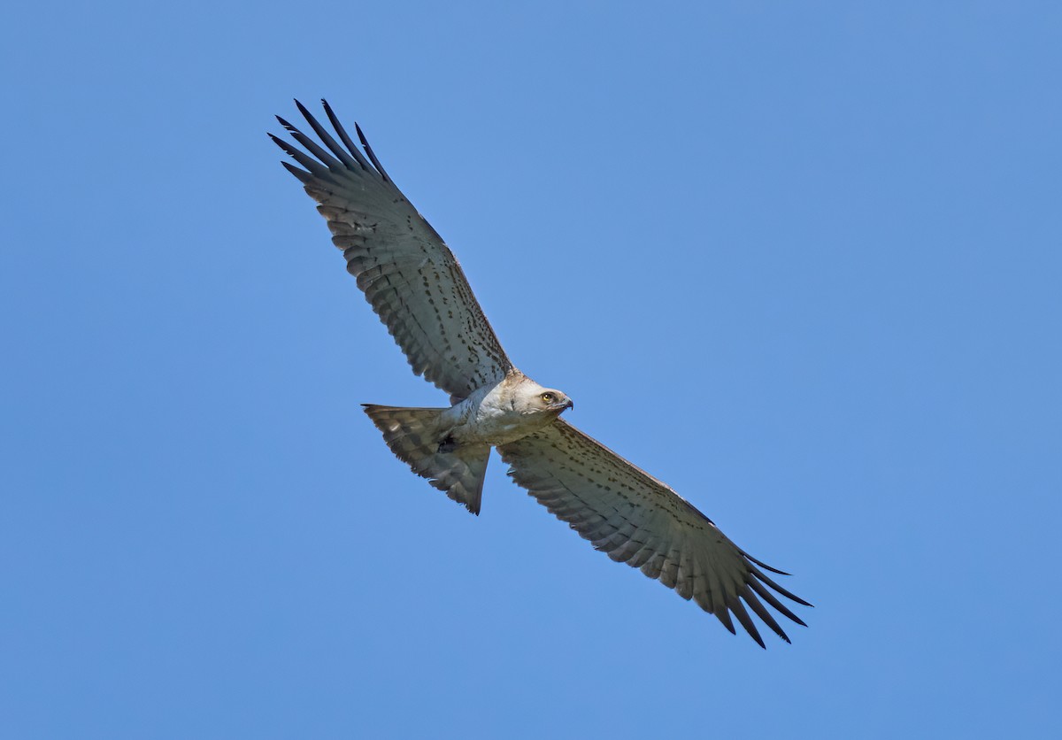Short-toed Snake-Eagle - ML617091665
