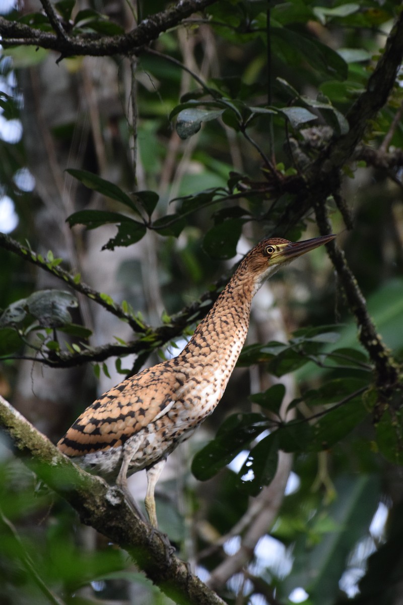 Rufescent Tiger-Heron - ML617091717