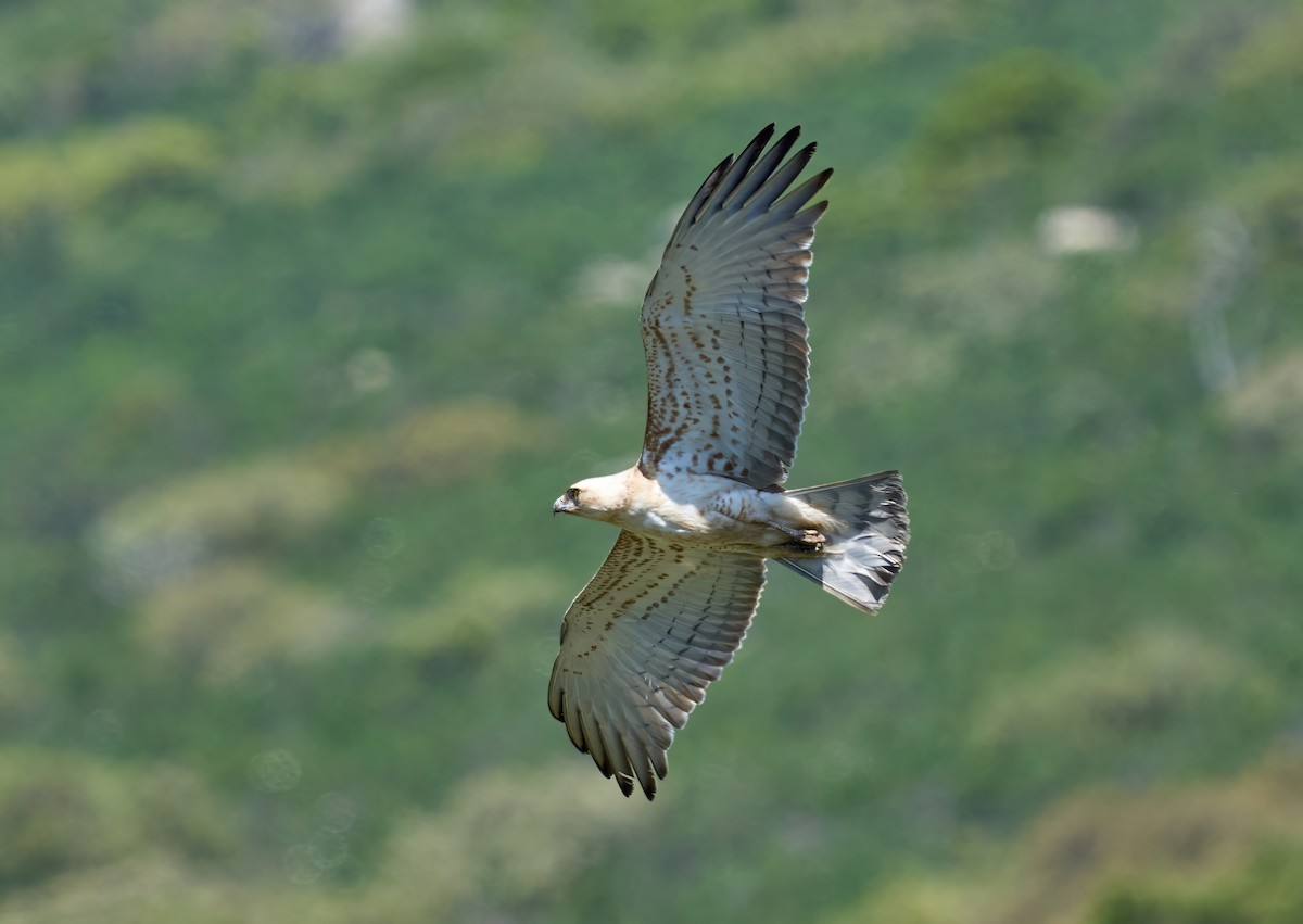 Short-toed Snake-Eagle - ML617091722