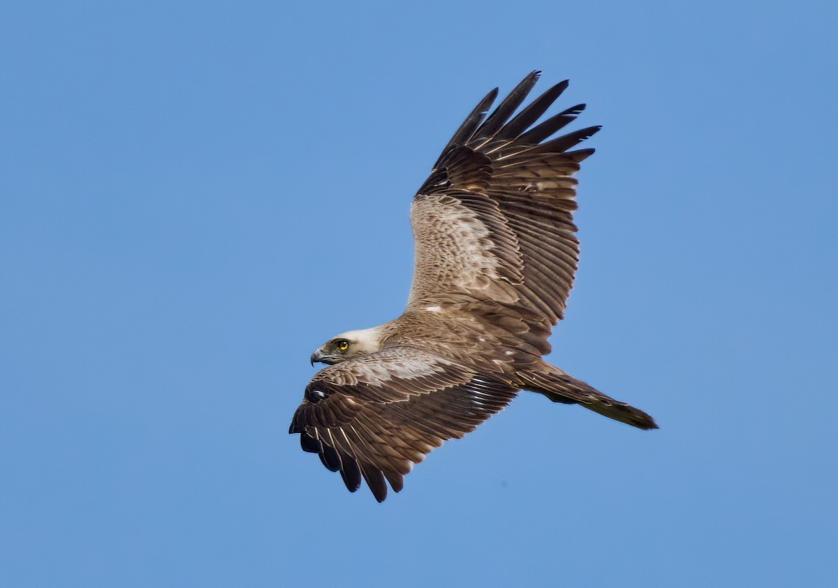 Short-toed Snake-Eagle - ML617091740