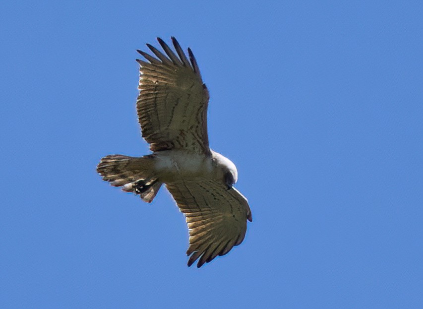 Short-toed Snake-Eagle - ML617091778