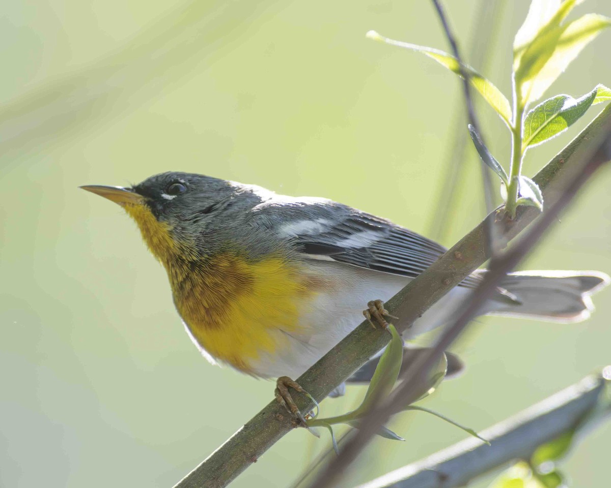 Northern Parula - ML617091817