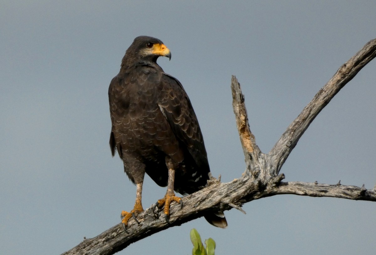 Cuban Black Hawk - Manuel Quintana Becerra