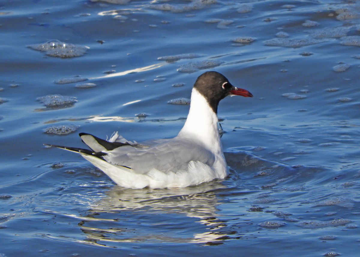 Mouette rieuse - ML617091983