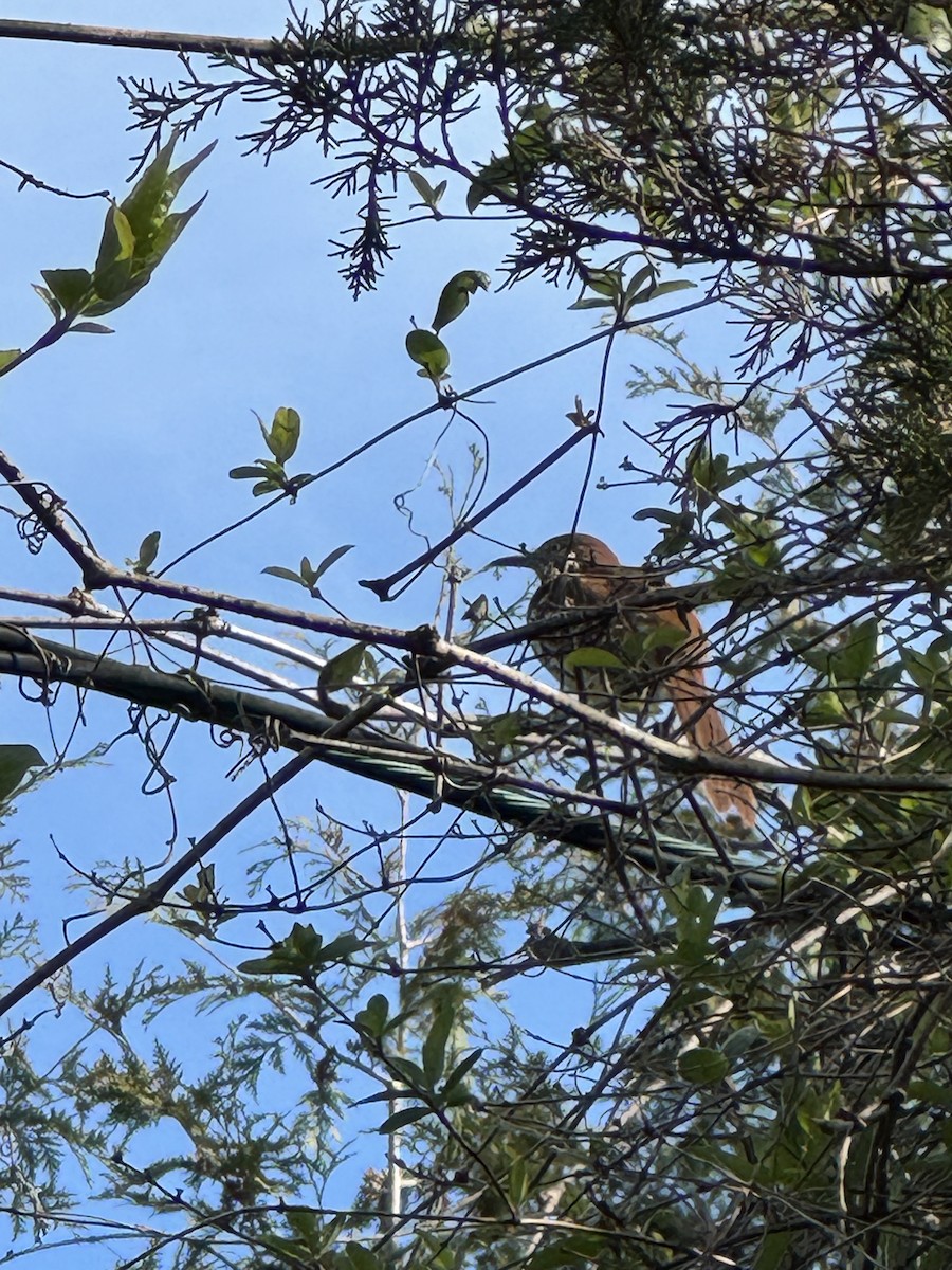 Brown Thrasher - ML617091987