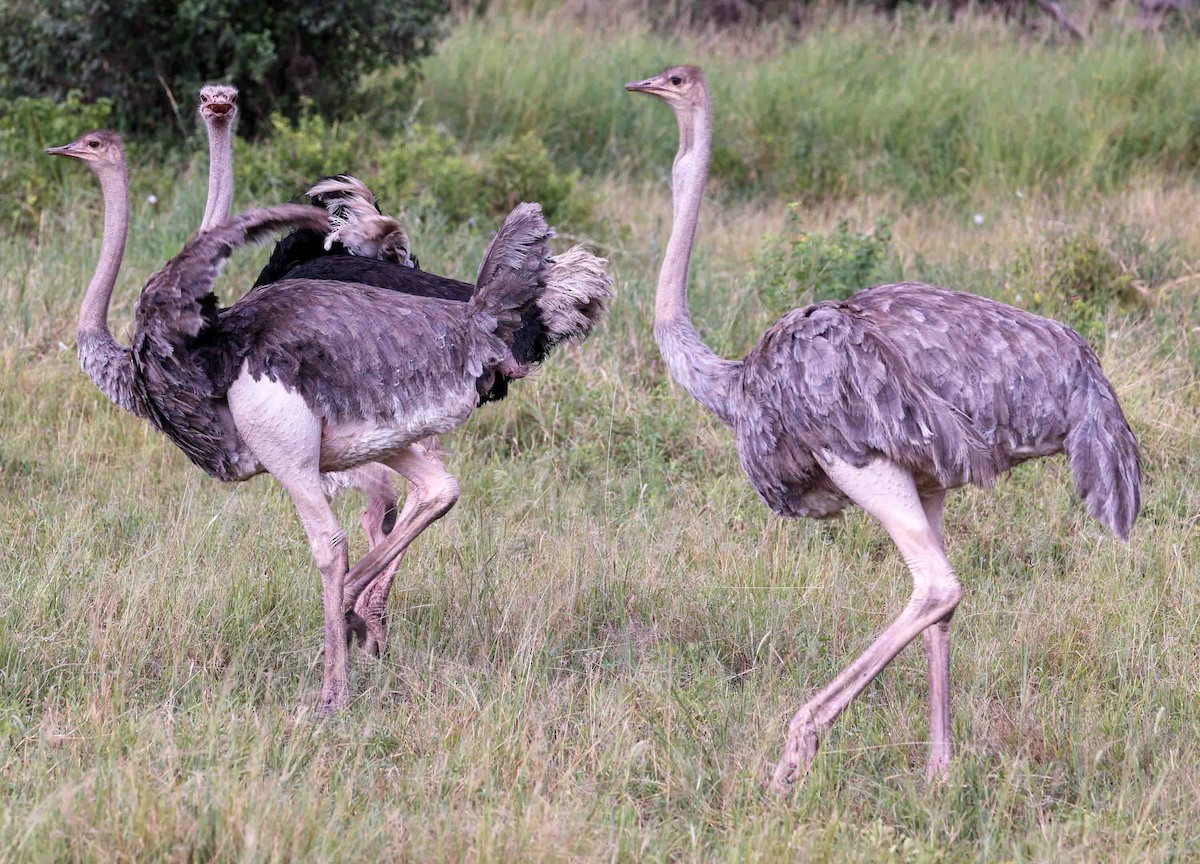 Common Ostrich - Stanley Selkow