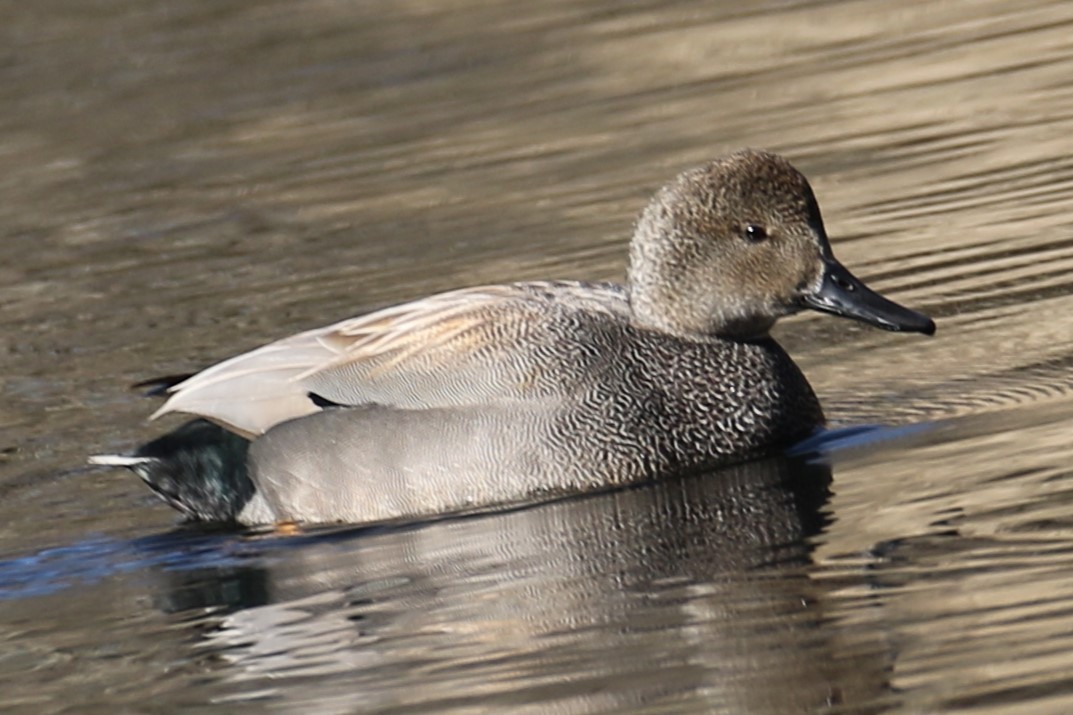 Gadwall - ML617091999