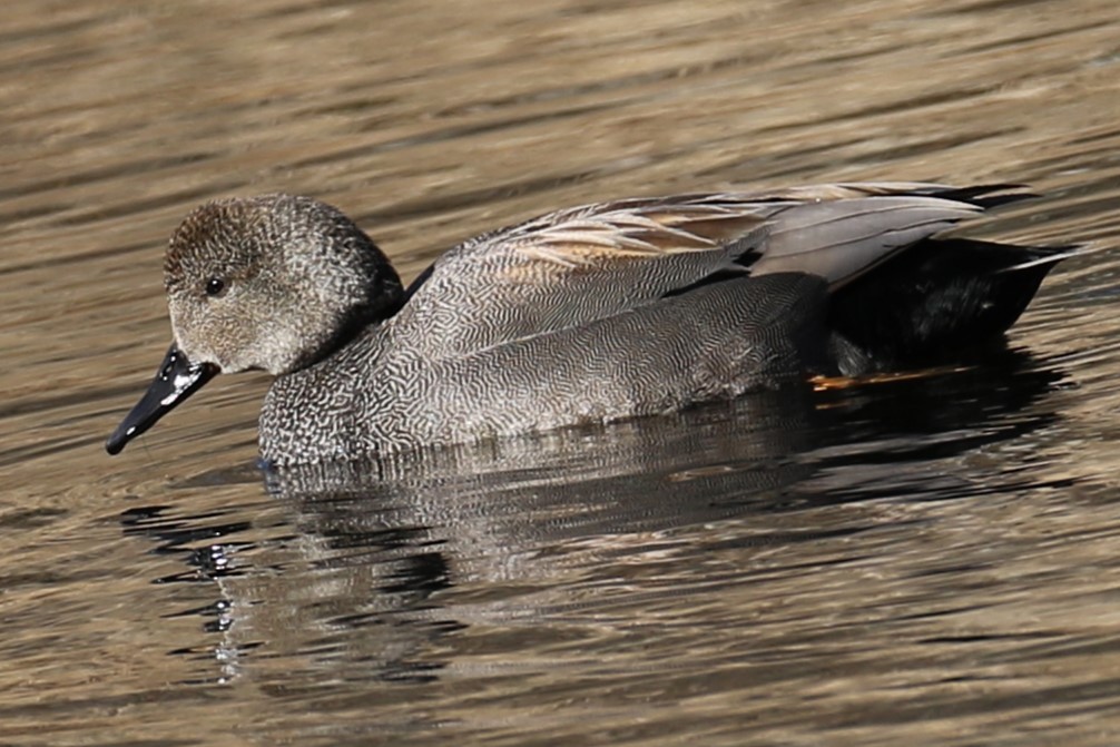 Gadwall - ML617092007