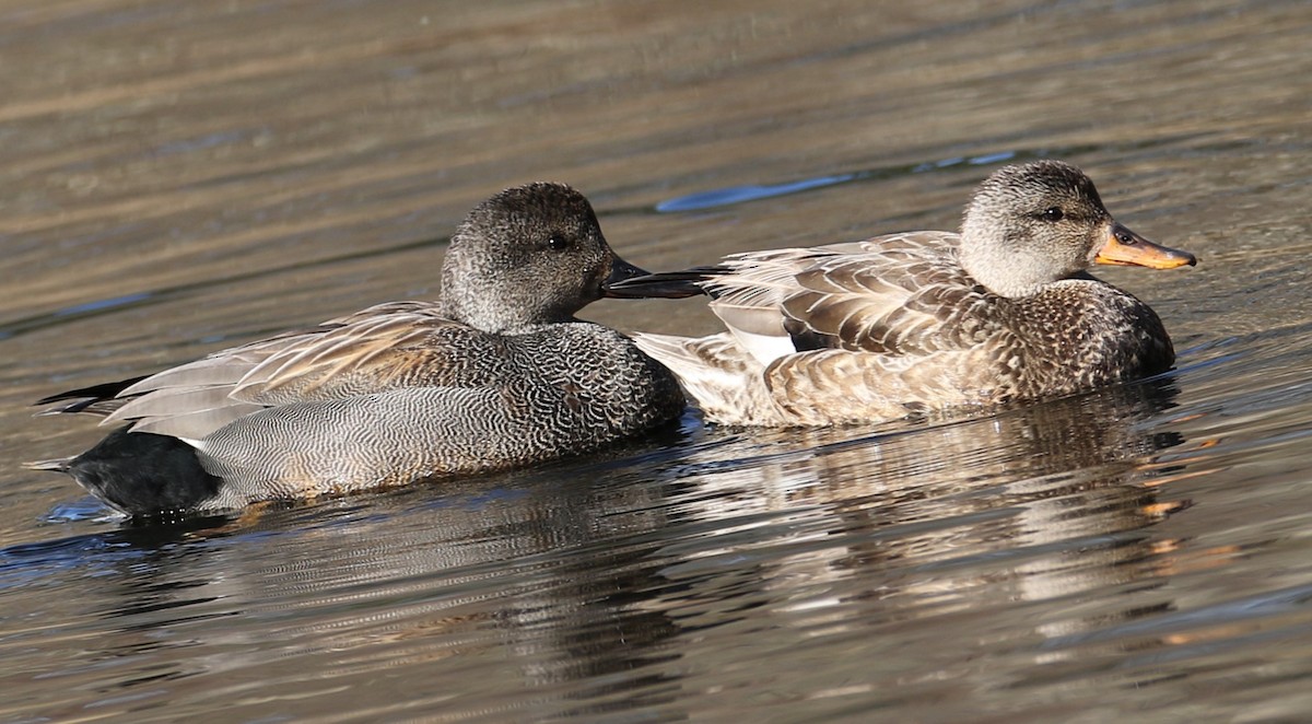 Gadwall - ML617092010