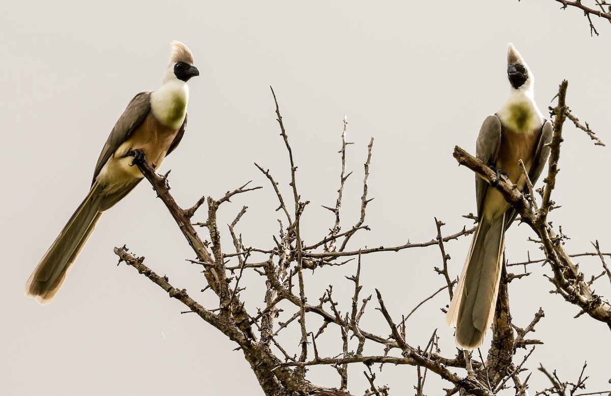 Bare-faced Go-away-bird (Black-faced) - Stanley Selkow