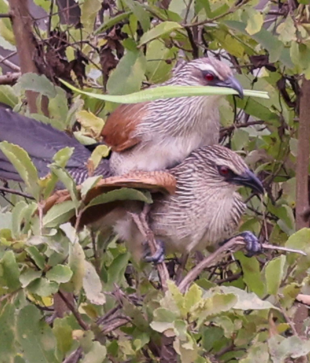 White-browed Coucal - ML617092044