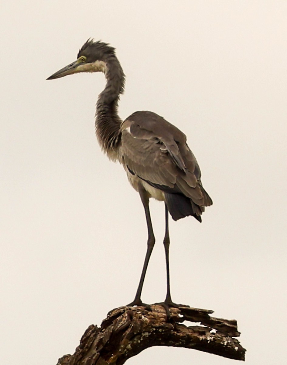 Black-headed Heron - ML617092071