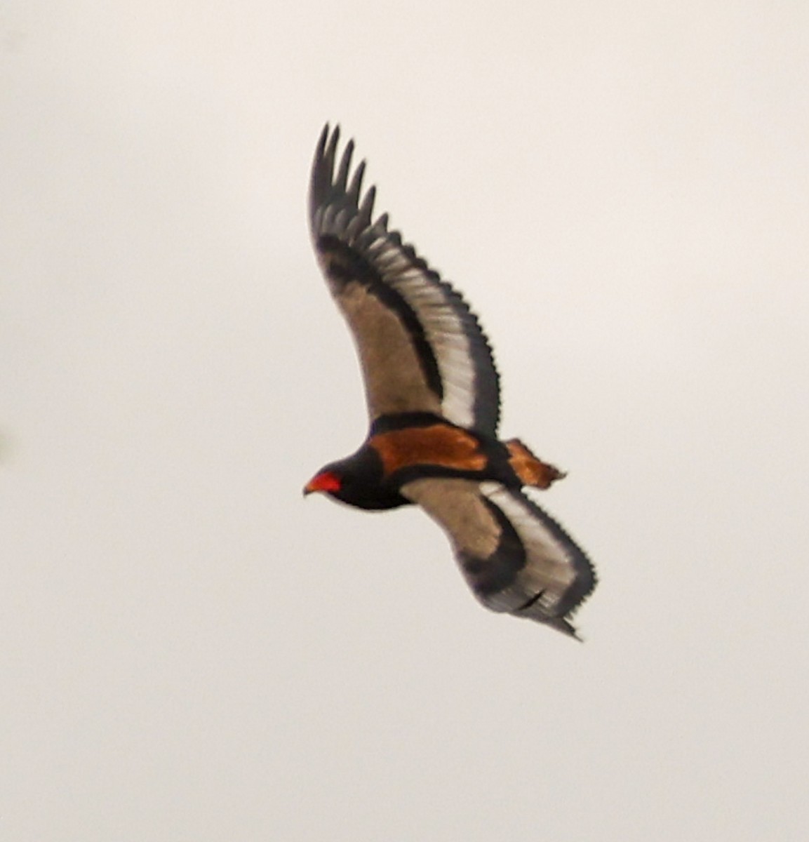 Bateleur - ML617092084