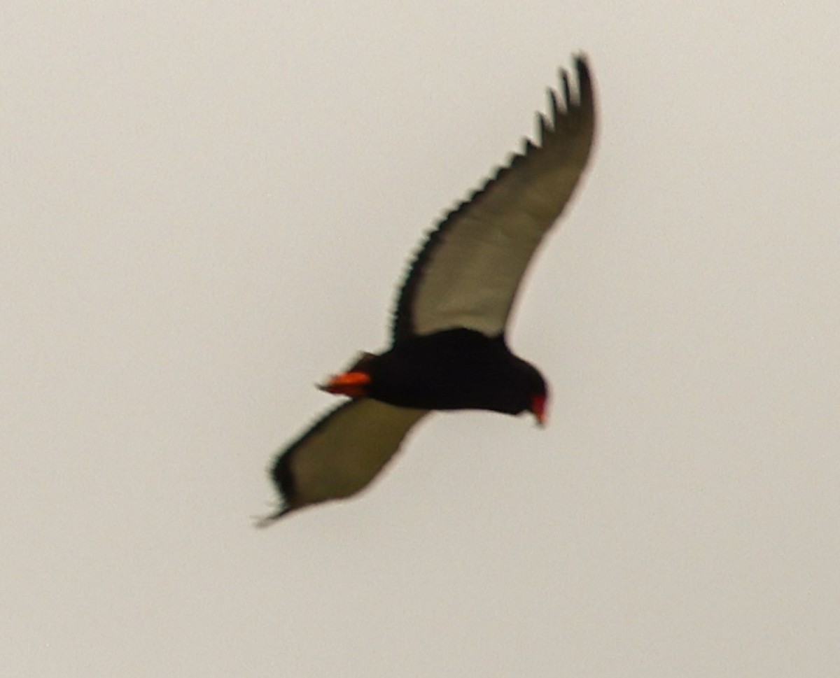 Bateleur - ML617092085