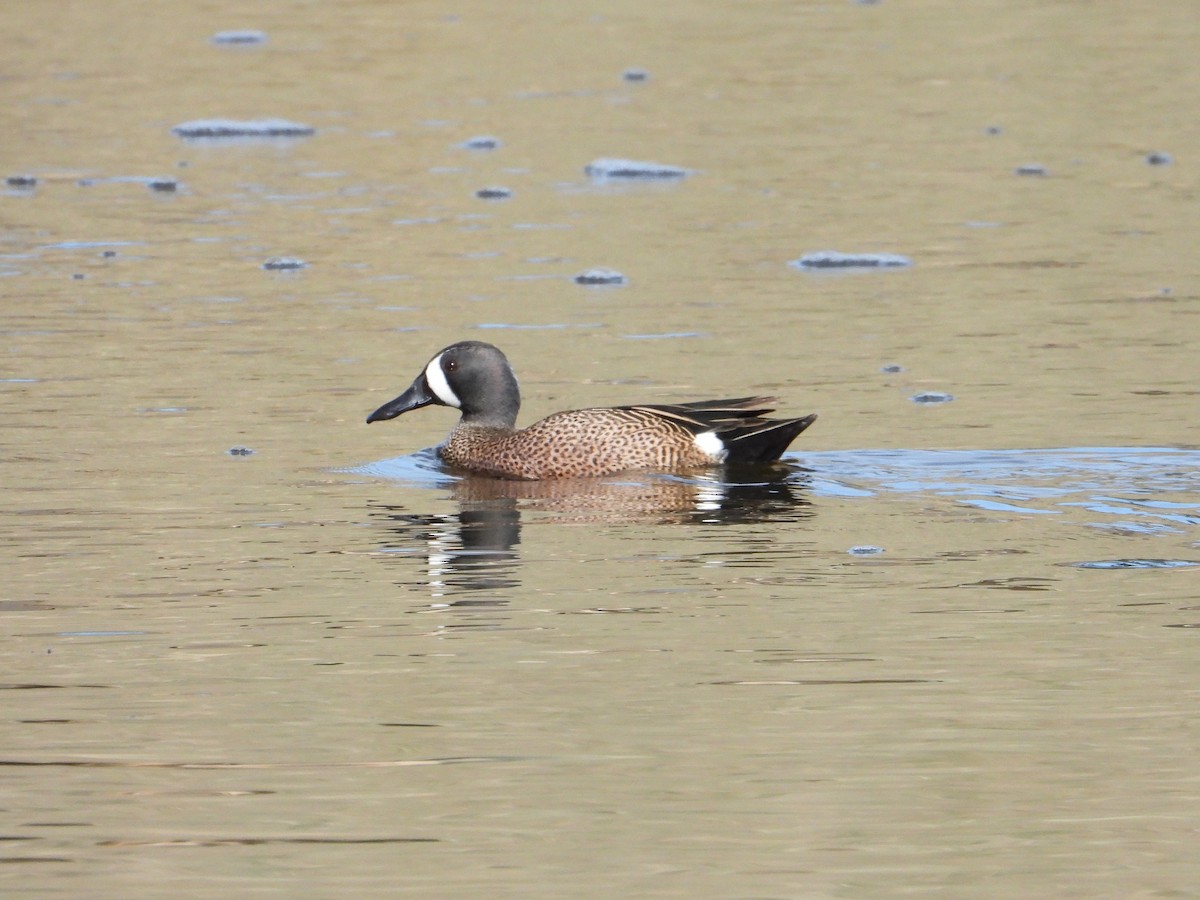 Blue-winged Teal - ML617092131